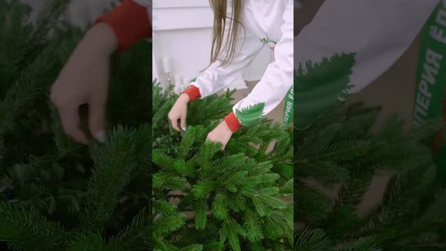 Ель искусственная Империя Ёлок- Ель "20 век" 2,4 м смотреть онлайн