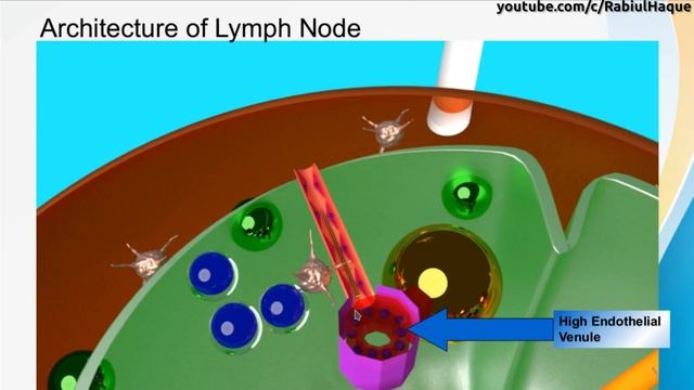 Lymph Nodes смотреть онлайн