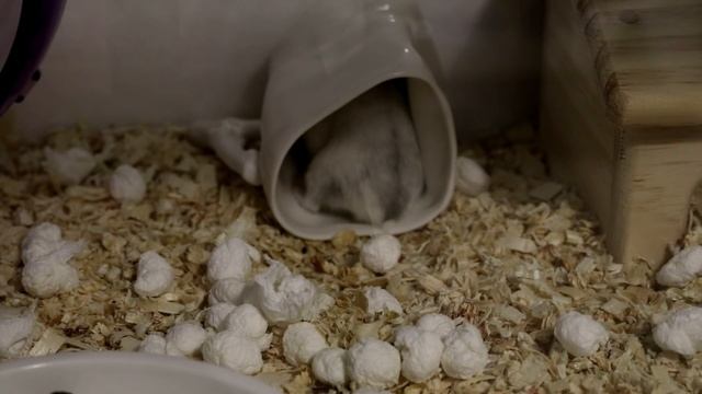 Mix & Крепкий орешек. Hamster and strong toughie. смотреть онлайн