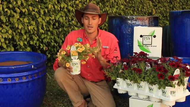 Jack Barnwell: Superbells Lemon Slice смотреть онлайн