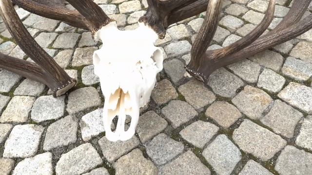 Co się dzieje gdy byk rzuca tykę z kawałkiem możdżenia смотреть онлайн