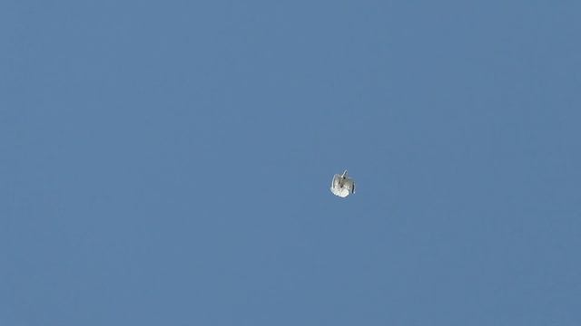 Серпастые голуби....август 2022......рябый малой... смотреть онлайн