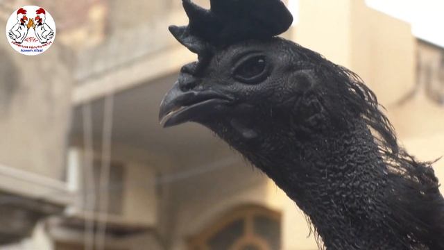 ayam Cemani Chicken Farming For Meat Purpose| Ayam Cemani Farming in Pakistan | Ayam Cemani on roof смотреть онлайн
