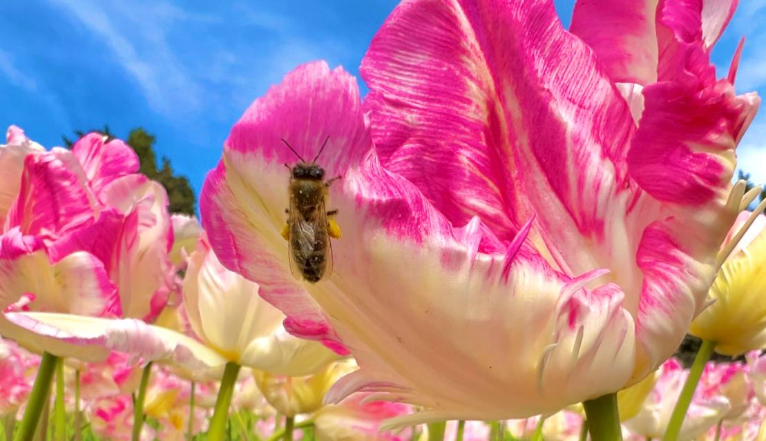 КРЫМ. ПАРАД ТЮЛЬПАНОВ 2024. С УМА СОЙТИ от такой КРАСОТЫ! Никитский ботанический сад - РАЙ на земле смотреть онлайн