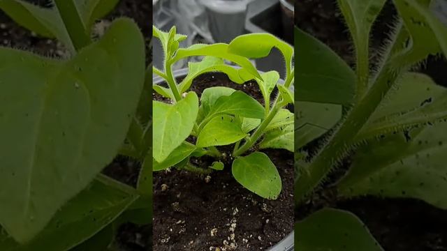 КАК СФОРМИРОВАТЬ ПЫШНЫЙ КУСТ ПЕТУНИИ. смотреть онлайн