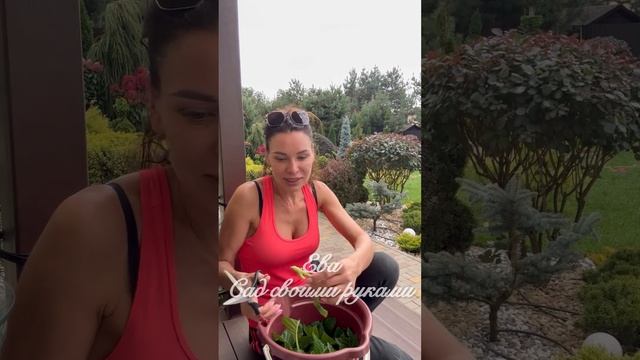 ✅ЧЕРЕНКОВАНИЕ ГОРТЕНЗИИ КРУПНОЛИСТНОЙ ? смотреть онлайн