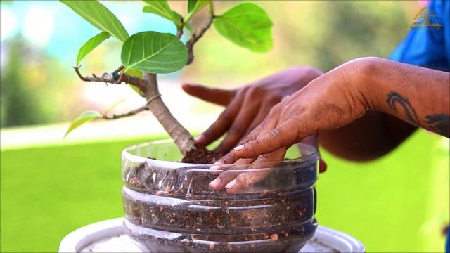 Starting To Banyan Bonsai Tree Making For Beginners смотреть онлайн