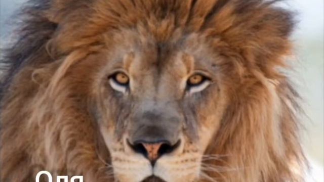 КАКОЕ ТЫ ЖИВОТНОЕ ПО ИМЕНИ смотреть онлайн