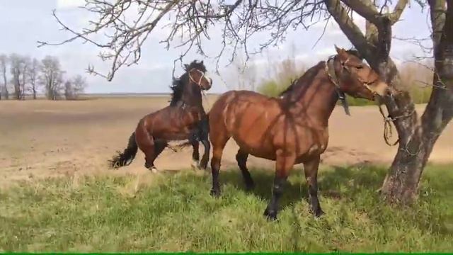 Жеребец покрывает кобылу Машку🍓/спаривание лошадей смотреть онлайн
