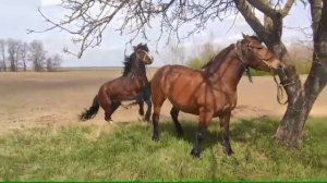 Жеребец покрывает кобылу Машку🍓/спаривание лошадей