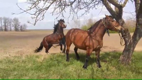 Жеребец покрывает кобылу Машку🍓/спаривание лошадей