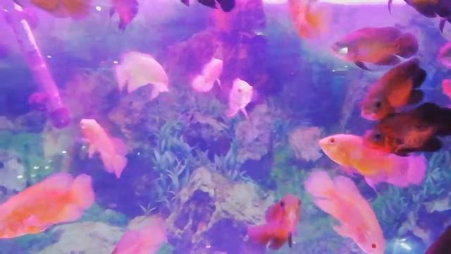 Aquarium shop | aqua garden #Mysore смотреть онлайн