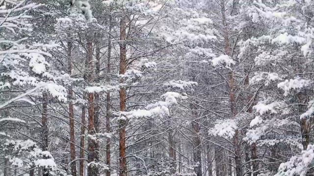 Falling Snowflakes (1hr Silent White Christmas Background) смотреть онлайн
