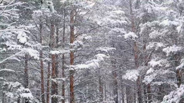 Falling Snowflakes (1hr Silent White Christmas Background)