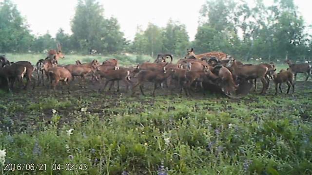 Косули и муфлоны на прикорме смотреть онлайн