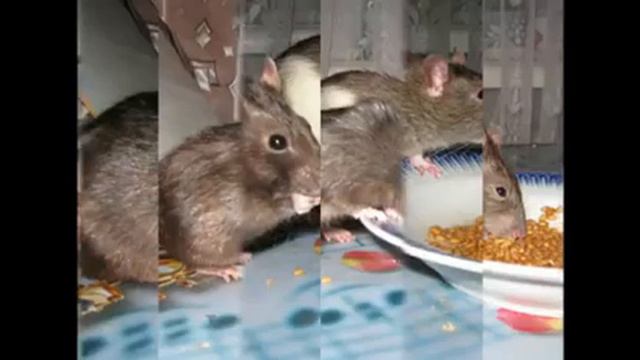 Грызуны грызут смотреть онлайн