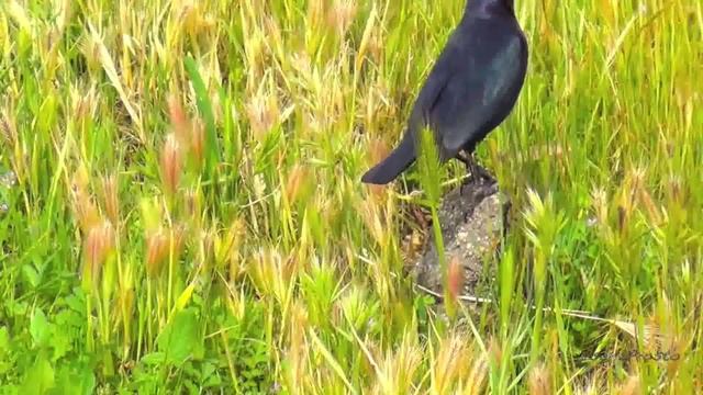 Черная ворона гуляет.. смотреть онлайн