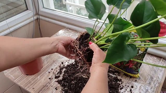 Пересадка Антуриума После Покупки