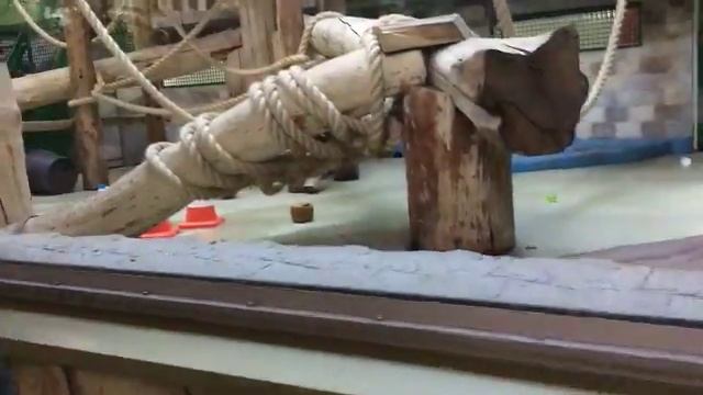 VLOG Калининградский зоопарк :) смотреть онлайн