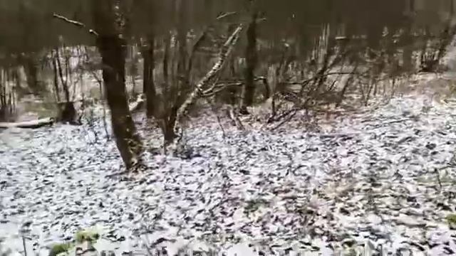 Сеттер Лео смотреть онлайн