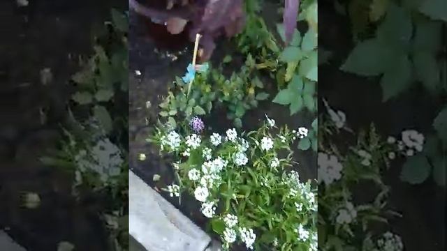 Сочетание колеусов в клумбе. Роза индиголето. смотреть онлайн