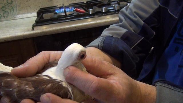 как исправить дефект клюва у голубя смотреть онлайн