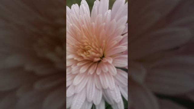 Good morning....| Flower смотреть онлайн