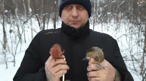 Ловля птиц 31.12.2021 год.