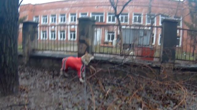 Домашний волк Макс и Алабай