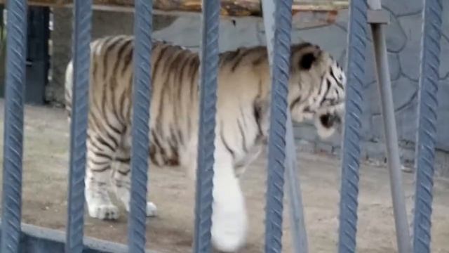 Белый тигр улыбается посетителям смотреть онлайн