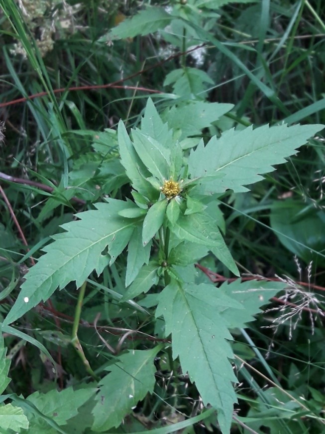 66. Череда трёхраздельная - Bidens Tripartita