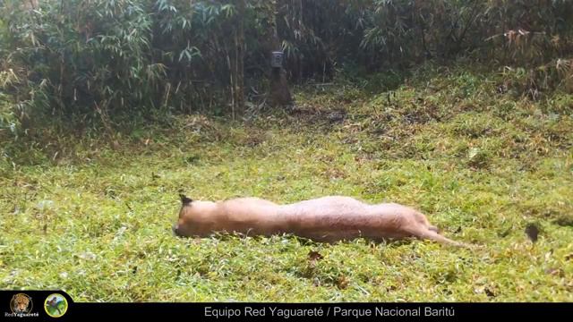 male puma from argentina смотреть онлайн