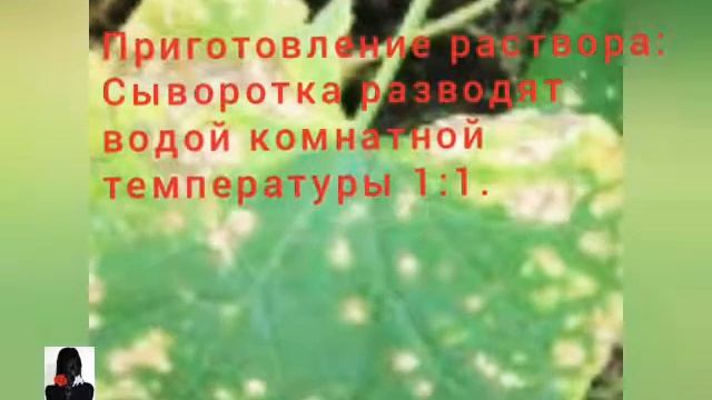 Обработка огурцов от тли, мучнистой росы и других заболеваний. смотреть онлайн