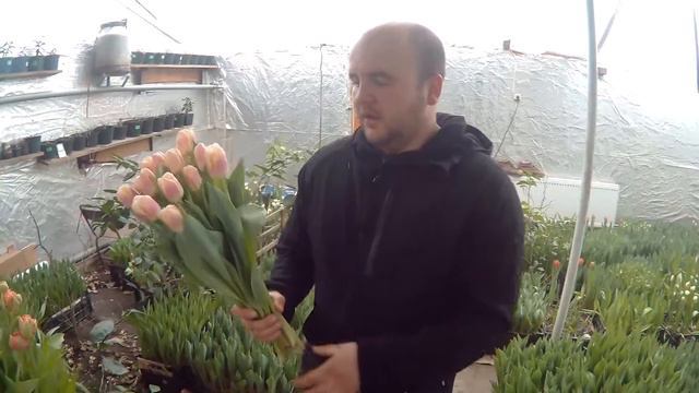 Вирощування тюльпанів. Тюльпани Сієста. Tulips Siesta. Купити тюльпани Сієста / Тюльпаны Сиеста. смотреть онлайн