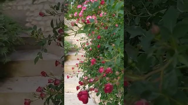 РОЗА Ред Каскад /Уникальная Маленькая / Бархатная смотреть онлайн