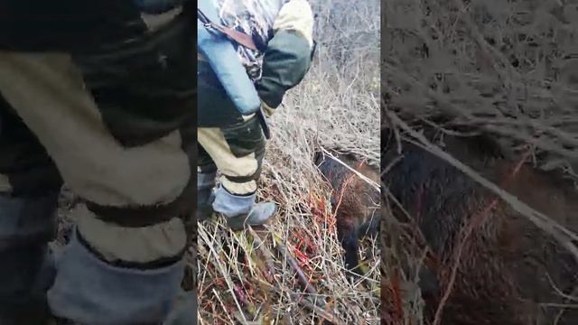 Осенняя охота на кабана смотреть онлайн