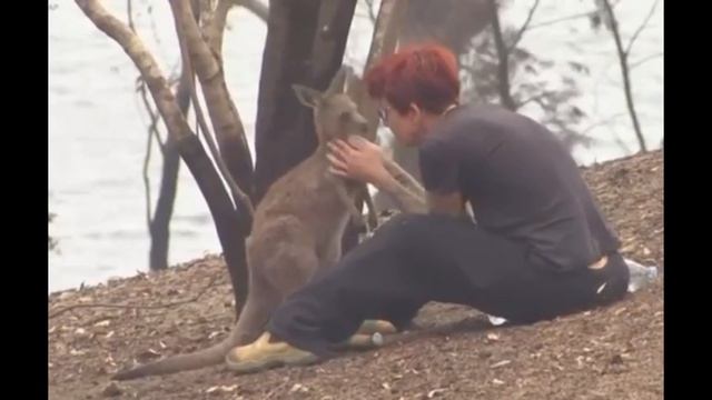 ЖЕНЩИНА ПОЛИВАЕТ ВОДОЙ ОБОЖЖEННЫЕ ЛАПКИ КЕНГУРУ В АВСТРАЛИИ ПОСЛЕ ЛЕСНОГО ПОЖАРА!!!!!!!!!!!!!!!! смотреть онлайн