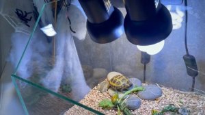 ВСЁ О ПРАВИЛЬНОМ СОДЕРЖАНИИ СУХОПУТНОЙ ЧЕРЕПАХИ.