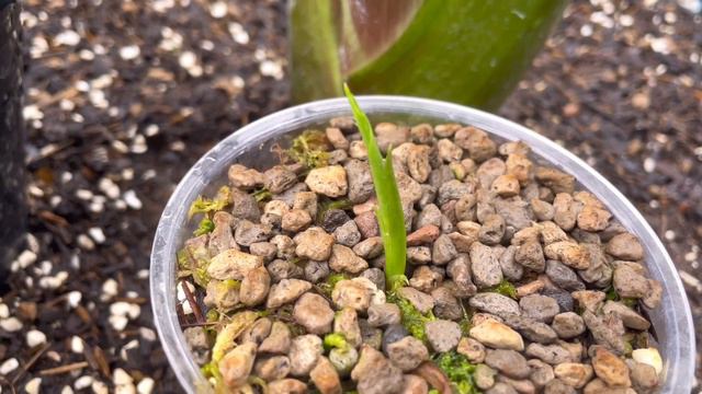 Ep.28 เพาะไข่หูช้างด่างขาว(alocasia gageana albo variegata)ติดตามลุ้นด่างหลังเพาะไข่ได้1เดือน смотреть онлайн