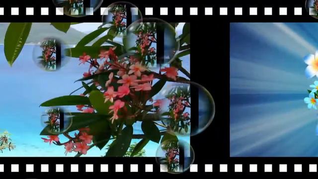 Plumeria •ღ✿ღ•- (Enrique Chia music) смотреть онлайн