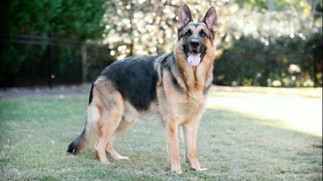 Dog को Multivitamin क्यों दिया जाता है смотреть онлайн