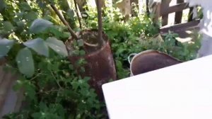 Томат. БАНАН ЖЕЛТЫЙ.