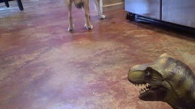 Norwegian Lundehund Vs. T-Rex