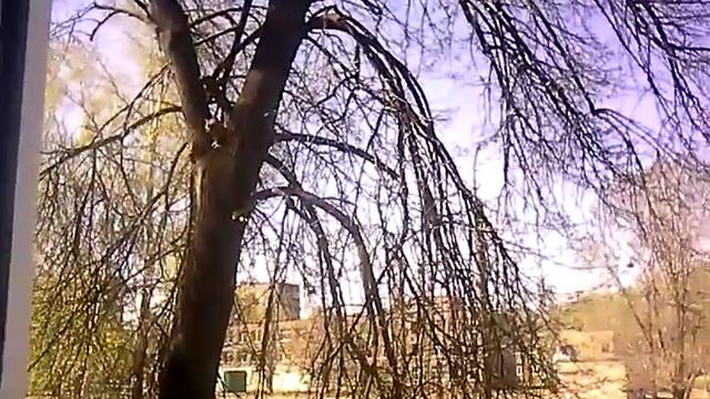 Кот застрял на дереве!!! Равнодушные спасатели! смотреть онлайн