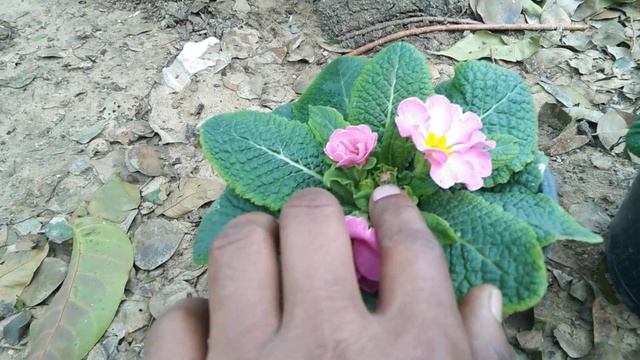 my Colorful Primula beautiful prime rose bhagwan Valmiki mahaprabhu gardening смотреть онлайн