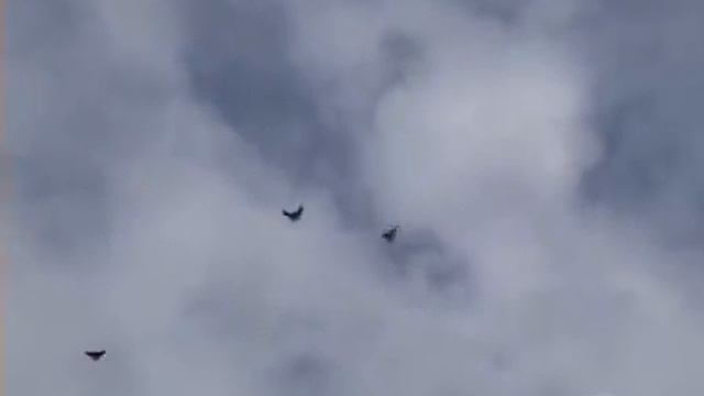 голуби Иркутска 2011 смотреть онлайн