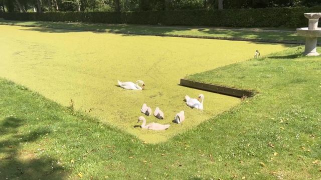De Haar Castle is amazing and huge! смотреть онлайн