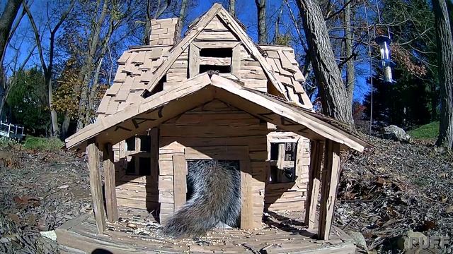 Funniest Squirrel House Drama #StressFree #Miniature #CardboardHouse #Squirrel #Recycle смотреть онлайн