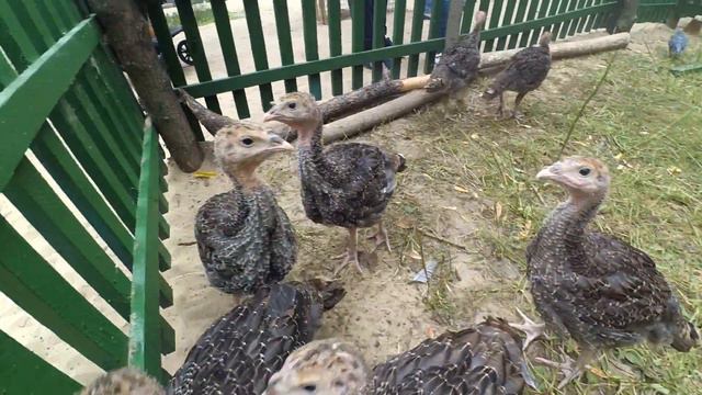 Зоопарк лето 2018 смотреть онлайн