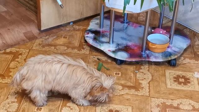 Щенок голдаста. Золотой йорк. Golddust york puppy. смотреть онлайн